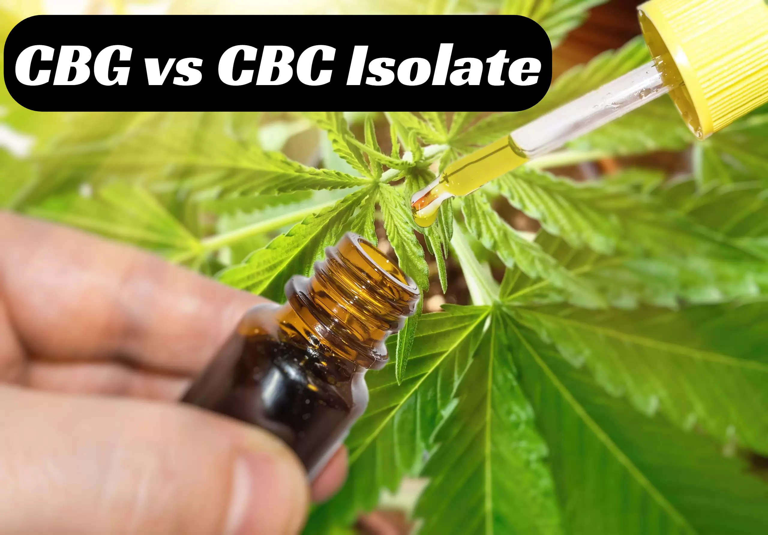 CBG vs CBC Isolate: Unravelling the Cannabinoid Conundrum