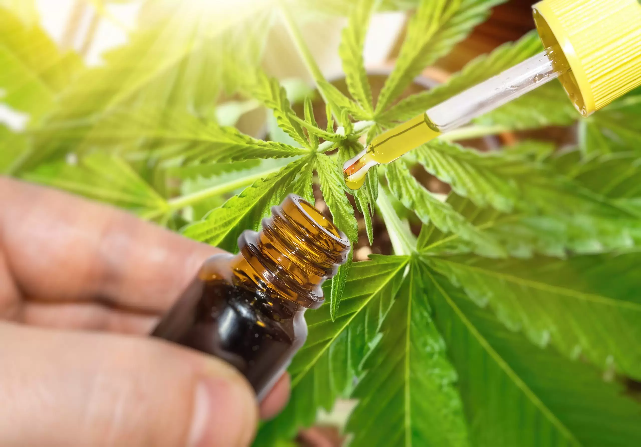 Avida CBD: A  Guide to Their Products and Potential Benefits