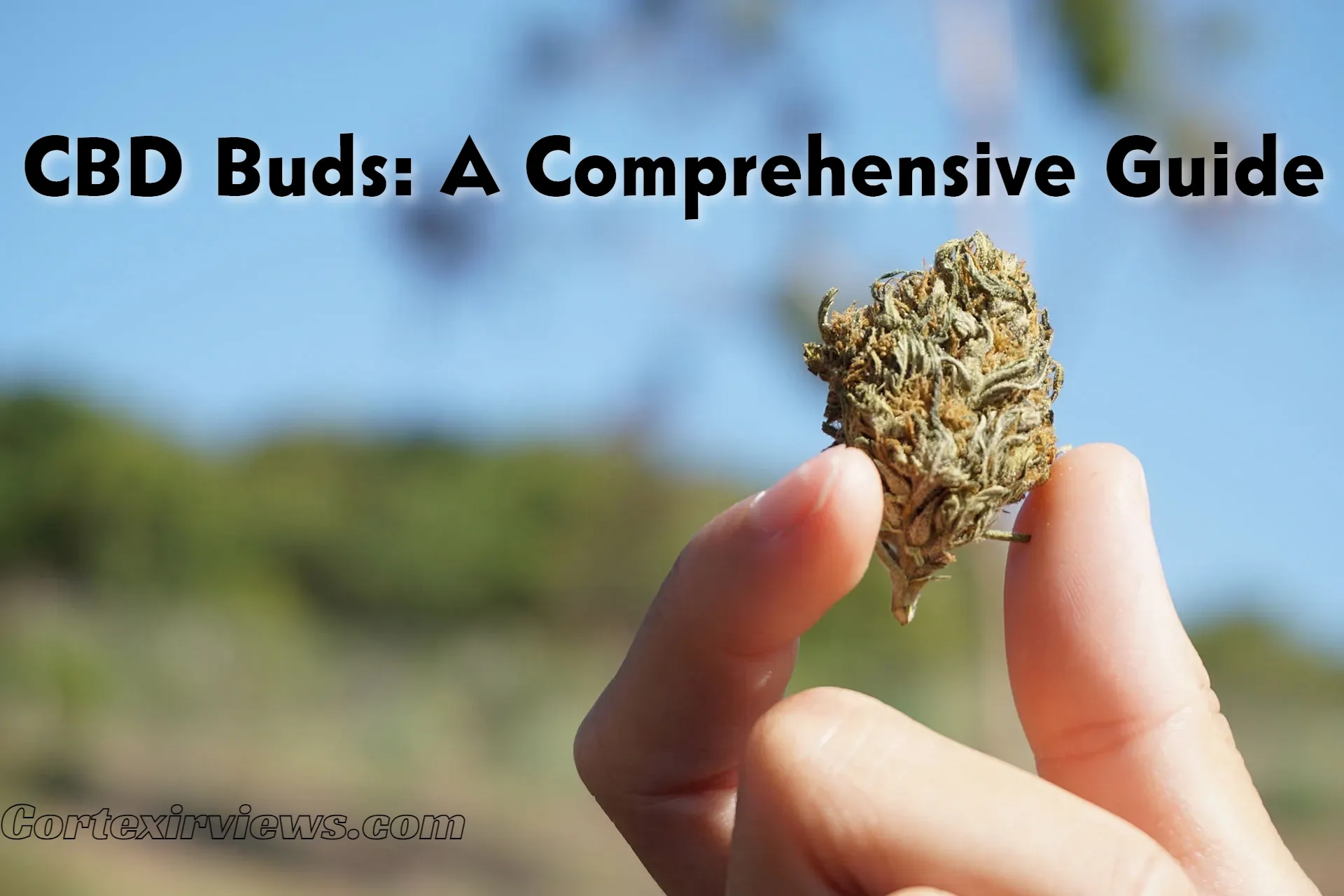 CBD Buds: A Complete Guide to Benefits, Effects, and Legality